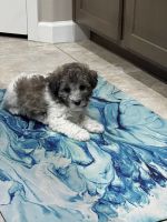 Toy Poodle Puppies for sale in Florence, AZ, USA. price: $1,600