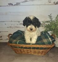 Toy Poodle Puppies for sale in Mt Angel, OR 97362, USA. price: $1,300