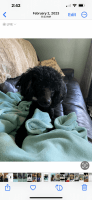 Toy Poodle Puppies for sale in Ithaca, Michigan. price: $500