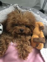 Toy Poodle Puppies for sale in Los Angeles, California. price: $3,500