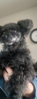 Toy Poodle Puppies for sale in Killeen, Texas. price: $600