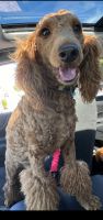 Toy Poodle Puppies for sale in Naples, Florida. price: $500