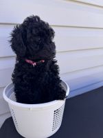 Toy Poodle Puppies for sale in Portland, Oregon. price: $1,000