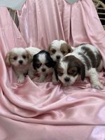 Toy Poodle Puppies for sale in Portland, Oregon. price: $900