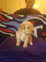 Toy Poodle Puppies for sale in Prospect, TN 38477, USA. price: $400