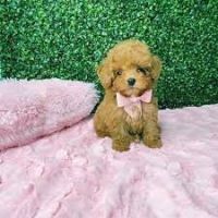 Toy Poodle Puppies for sale in Chester, Vermont. price: $400