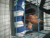 Toy Poodle Puppies for sale in Daytona Beach, Florida. price: $1,200
