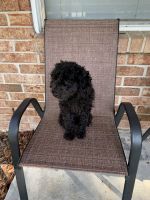 Toy Poodle Puppies for sale in Jacksonville, Florida. price: $900