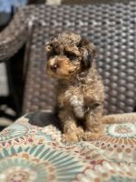 Toy Poodle Puppies for sale in Centralia, Illinois. price: $850