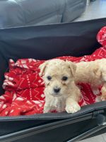 Toy Poodle Puppies for sale in Concord, North Carolina. price: $1,300