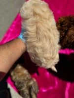 Toy Poodle Puppies for sale in Anaheim, California. price: $549
