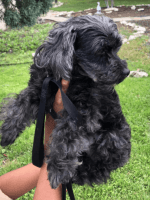 Toy Poodle Puppies for sale in Killeen, Texas. price: $500