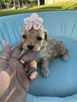 Toy Poodle Puppies for sale in Bonita Springs, Florida. price: $1,300