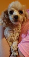 Toy Poodle Puppies for sale in Alexandria, Indiana. price: NA