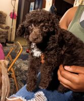 Toy Poodle Puppies for sale in St. Louis, MO, USA. price: $550