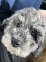 Toy Poodle Puppies for sale in Rockwood, Michigan. price: $700