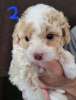 Toy Poodle Puppies for sale in Chandler, AZ 85226, USA. price: $700