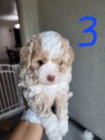 Toy Poodle Puppies for sale in Chandler, AZ 85226, USA. price: $700