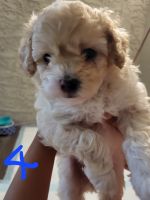 Toy Poodle Puppies for sale in Chandler, AZ 85226, USA. price: $1,000