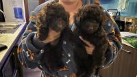 Toy Poodle Puppies for sale in Gold Coast, Queensland. price: $1,500