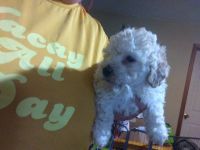 Toy Poodle Puppies for sale in Greensboro, North Carolina. price: $500