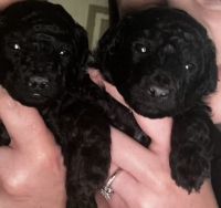 Toy Poodle Puppies for sale in Bendigo, Victoria. price: NA