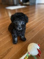 Toy Poodle Puppies for sale in Port Charlotte, Florida. price: NA