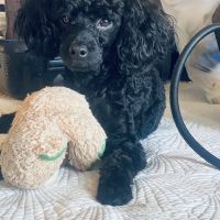 Toy Poodle Puppies for sale in Miami, Florida. price: $33,160