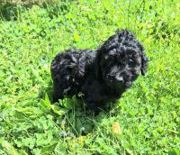 Toy Poodle Puppies for sale in Mt Angel, OR 97362, USA. price: $1,300