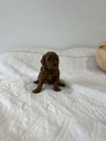 Toy Poodle Puppies for sale in Battle Ground, Washington. price: $1,100