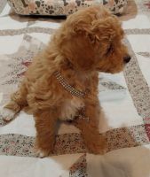 Toy Poodle Puppies for sale in Rapid City, SD, USA. price: $1,200
