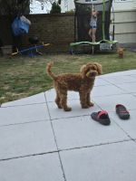 Toy poodle
