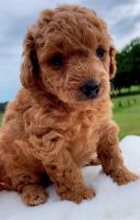 Toy Poodle Puppies for sale in Inman, SC 29349, USA. price: $1,500