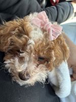 Toy Poodle Puppies for sale in Bronx, NY, USA. price: $3,000