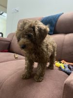 Quality Toy poodle puppy for sale
