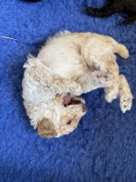 Toy Poodle Puppies for sale in Armstrong Creek VIC 3217, Australia. price: $4,000