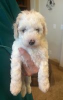 Toy Poodle Puppies for sale in Eagle, ID, USA. price: $1,000