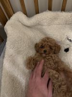 Toy Poodle Puppies for sale in Nashville, TN, USA. price: NA
