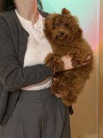 Toy Poodle Puppies for sale in Amiens, France. price: 3,000 EUR
