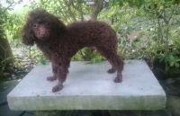 Toy Poodle Puppies for sale in Bacoor, Cavite, Philippines. price: 3000 PHP