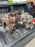 Toy Schnauzer Puppies for sale in Opa-locka, FL, USA. price: $1,500