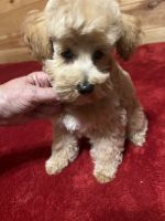 Toy Schnauzer Puppies for sale in Boaz, Alabama. price: $900