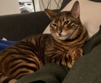 Toyger Cats for sale in New York City, New York. price: $500