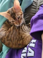 Toyger Cats for sale in Rolling Prairie, Indiana. price: $900