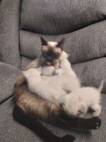 Traditional Siamese Cats for sale in Liberty, MO, USA. price: $600