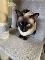 Traditional Siamese Cats Photos