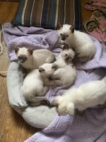 Traditional Siamese Cats Photos