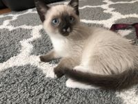 Traditional Siamese Cats for sale in Monroe, WA 98272, USA. price: $200