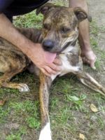 Treeing Tennessee Brindle Puppies for sale in 2004 Lanier Dr, Augusta, GA 30904, USA. price: $125