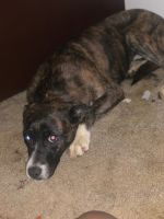 Treeing Tennessee Brindle Puppies for sale in 3985 E Bijou St, Colorado Springs, CO 80909, USA. price: $600